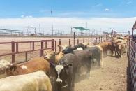 Cruzan las primeras cabezas de ganado mexicano a EU Cruzan las primeras cabezas de ganado mexicano a EU