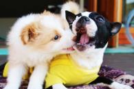 El lugar ideal para que tu perro no pase frío