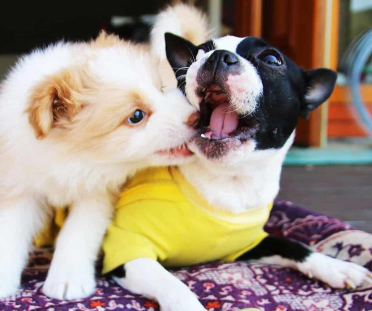 El lugar ideal para que tu perro no pase frío El lugar ideal para que tu perro no pase frío