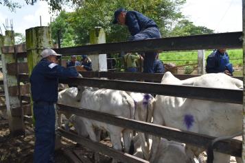Casos de gusano barrenador se mantienen a la baja: Senasica