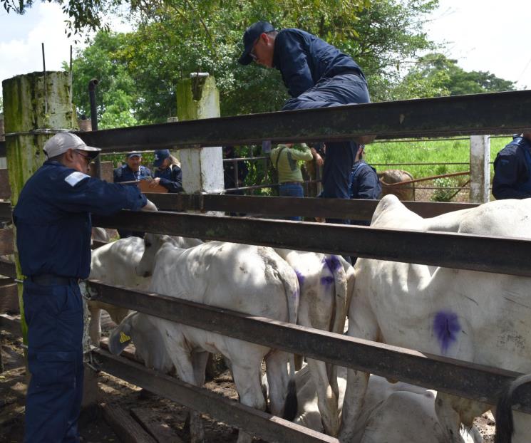 Casos de gusano barrenador se mantienen a la baja: Senasica