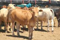 Cierra EU frontera a ganado mexicano por rebrote de gusano Cierra EU frontera a ganado mexicano por rebrote de gusano