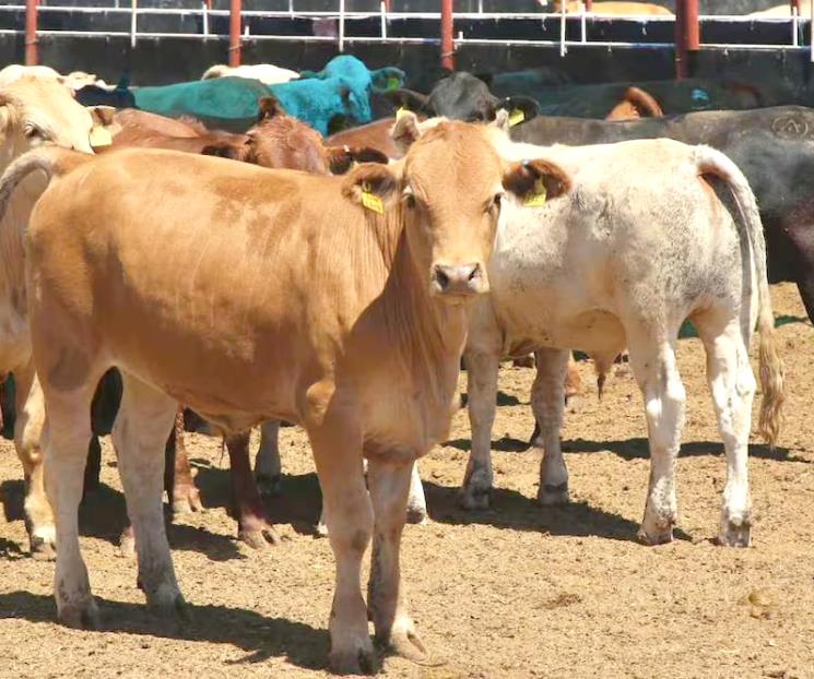 Cierra EU frontera a ganado mexicano por rebrote de gusano