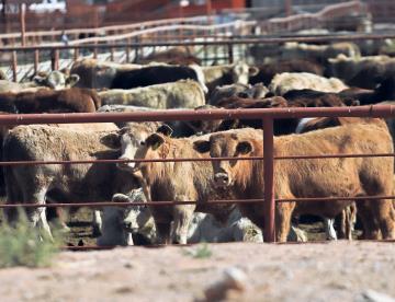 Cierre de frontera al ganado mexicano deja pérdidas: CNA