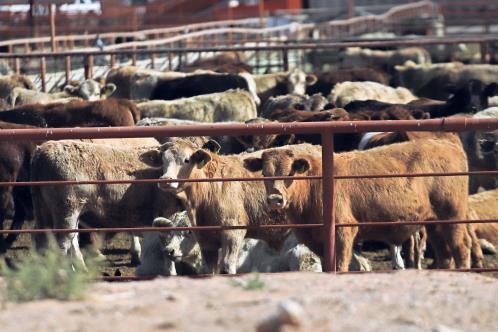 Cierre de frontera al ganado mexicano deja pérdidas: CNA