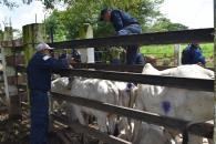 Atienden 20 nuevos casos de gusano barrenador en Yucatán