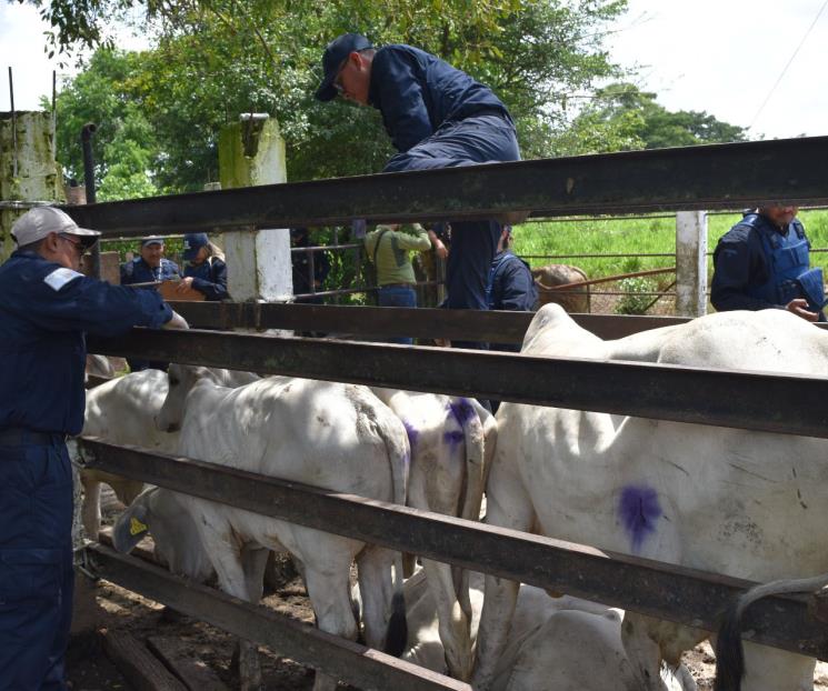 Atienden 20 nuevos casos de gusano barrenador en Yucatán Atienden 20 nuevos casos de gusano barrenador en Yucatán