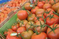 IP busca prórroga a cuota al jitomate IP busca prórroga a cuota al jitomate