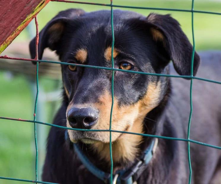 Mascotas, las víctimas colaterales de las redadas en Texas