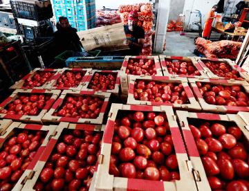 Rechaza México arancel de EU al tomate fresco