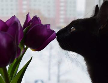 ¿Qué flores son tóxicas para tu gato?