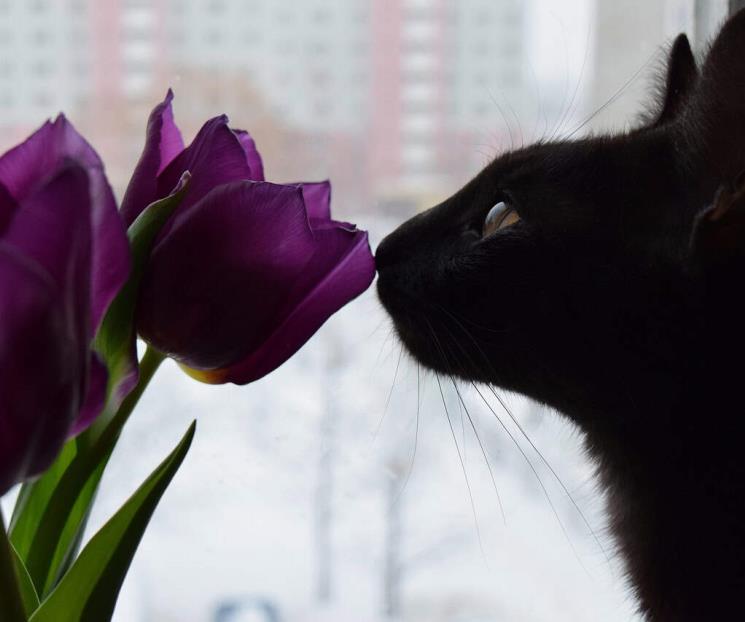 ¿Qué flores son tóxicas para tu gato? ¿Qué flores son tóxicas para tu gato?