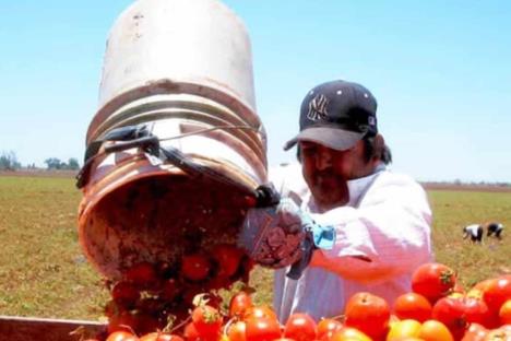 Tomará México medidas por impuesto de aranceles al jitomate
