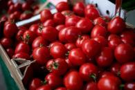 Productores de tomate prevén grave impacto por aranceles de EU