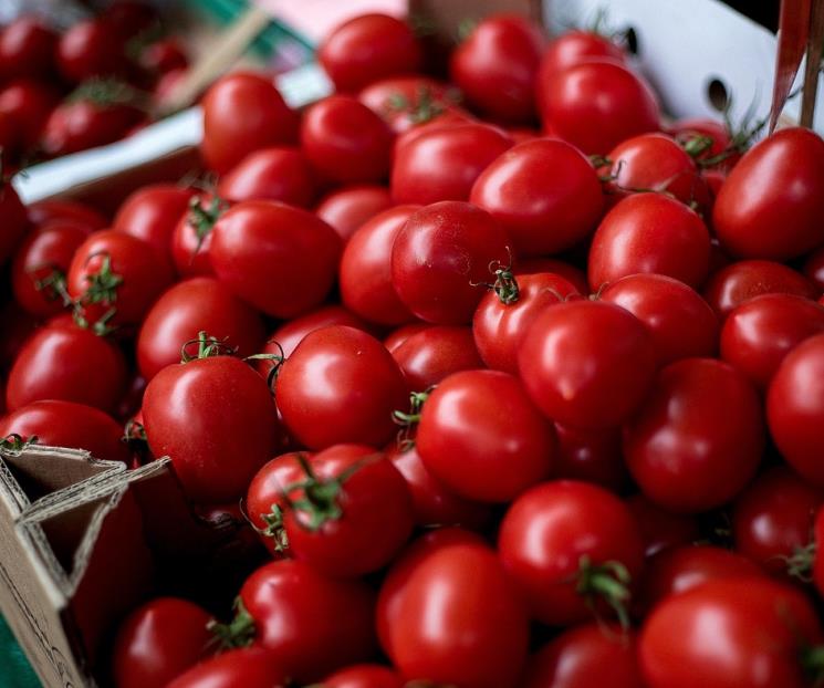 Productores de tomate prevén grave impacto por aranceles de EU
