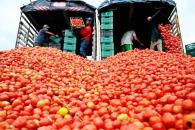 Confirma Sheinbaum que jitomate seguirá exportándose a EU Confirma Sheinbaum que jitomate seguirá exportándose a EU