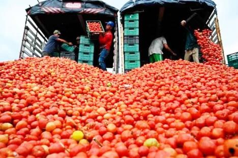 Confirma Sheinbaum que jitomate seguirá exportándose a EU