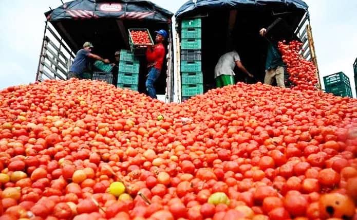 Confirma Sheinbaum que jitomate seguirá exportándose a EU