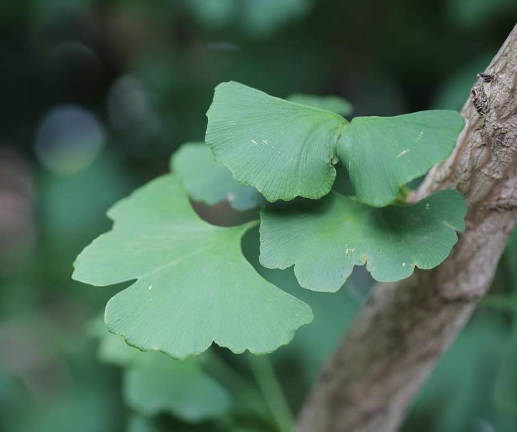 Cuáles son los beneficios del ginkgo biloba y cómo se toma Cuáles son los beneficios del ginkgo biloba y cómo se toma