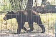 Pasea oso en zona residencial Pasea oso en zona residencial