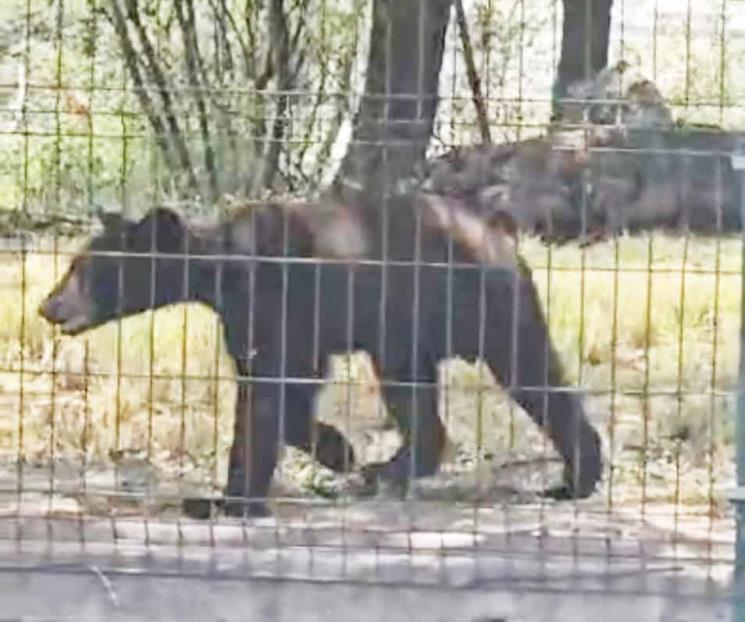Pasea oso en zona residencial