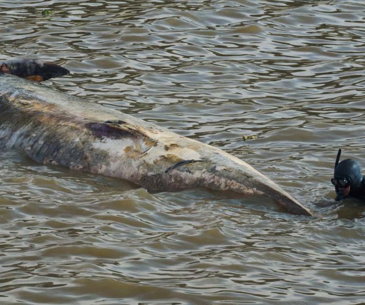 Investigan la aparición de dos ballenas muertas en Buenos Aires Investigan la aparición de dos ballenas muertas en Buenos Aires