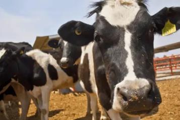 Pide Claudia a EU justificar cierre al ganado mexicano