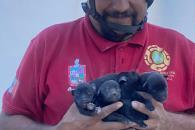 Rescatan a perritos atrapados