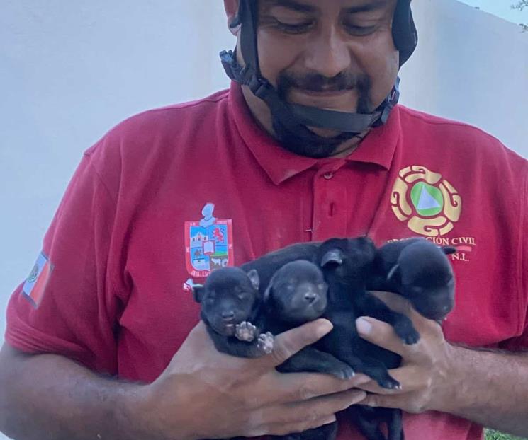 Rescatan a perritos atrapados