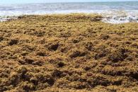 Semar recolecta m&aacute;s de 290 mil toneladas de sargazo en QR