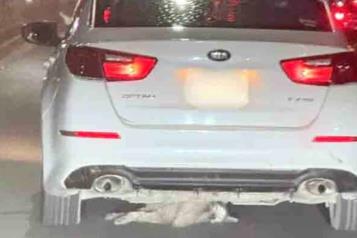 Presentan querella ante Fiscal&iacute;a Ambiental por muerte de perrita