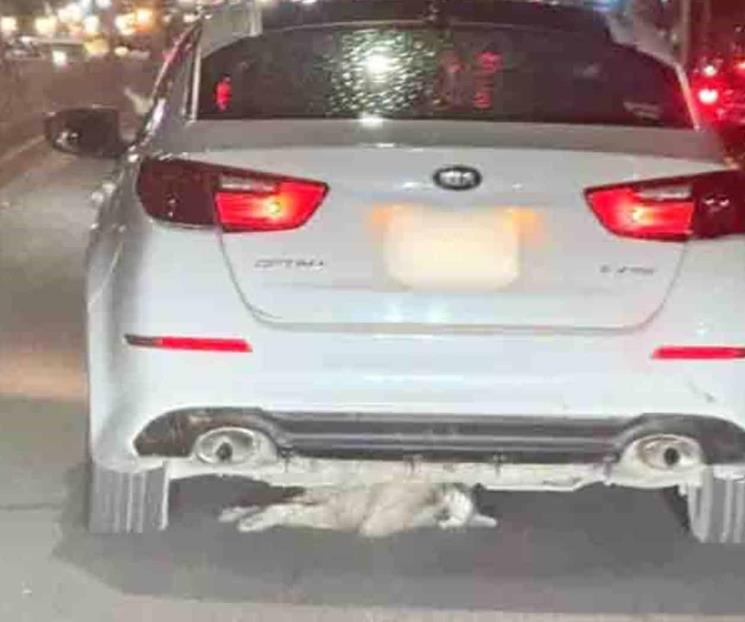 Presentan querella ante Fiscal&iacute;a Ambiental por muerte de perrita