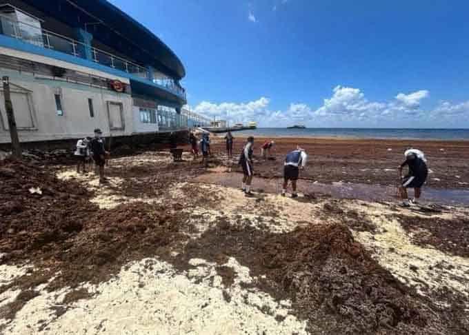 Recolecta Semar m&aacute;s de 290 mil toneladas de sargazo en QR