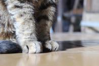 ¿Orina de perro y gato en casa?; así puedes limpiarla ¿Orina de perro y gato en casa?; así puedes limpiarla