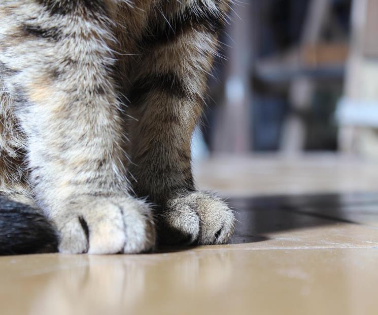 ¿Orina de perro y gato en casa?; así puedes limpiarla ¿Orina de perro y gato en casa?; así puedes limpiarla
