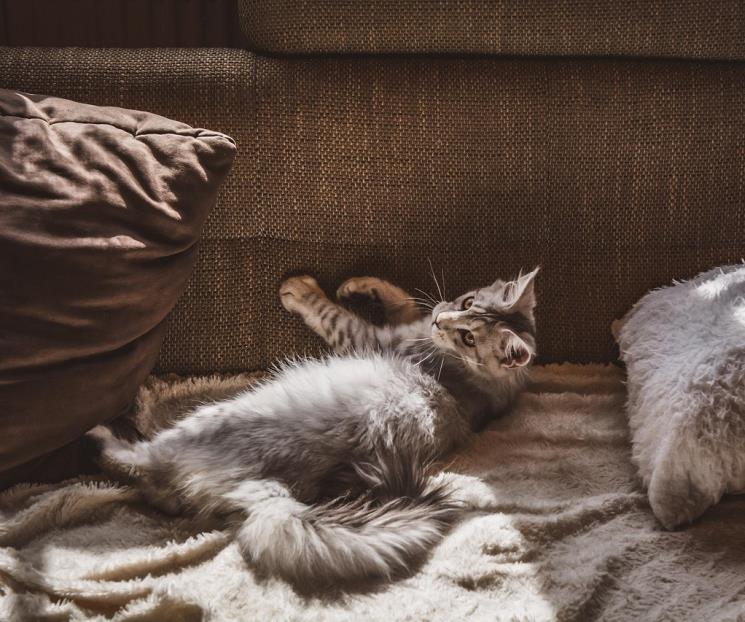 ¿Por qué los gatos arañan muebles? ¿Por qué los gatos arañan muebles?