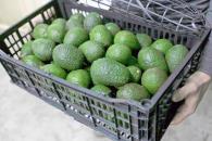 Lidera México en el mundo en producción de aguacate Lidera México en el mundo en producción de aguacate