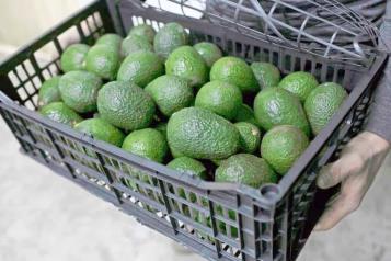 Consolida México liderazgo en producción de aguacate