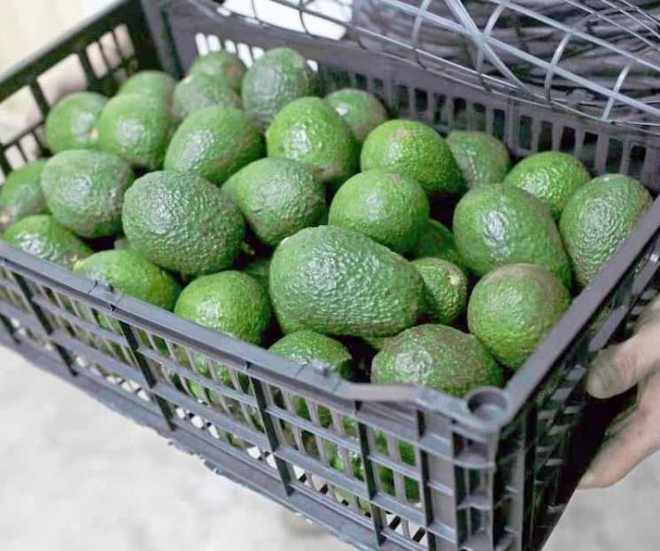 Lidera México en el mundo en producción de aguacate