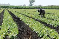 De las verduras a los alimentos ultraprocesados