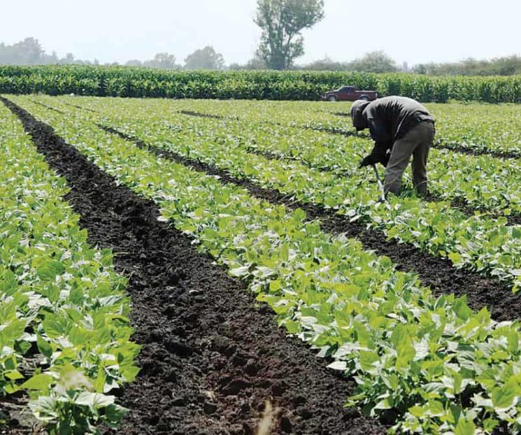 De las verduras a los alimentos ultraprocesados De las verduras a los alimentos ultraprocesados