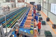 Exportadores de jitomate estiman impacto de 8 mmdd anuales Exportadores de jitomate estiman impacto de 8 mmdd anuales