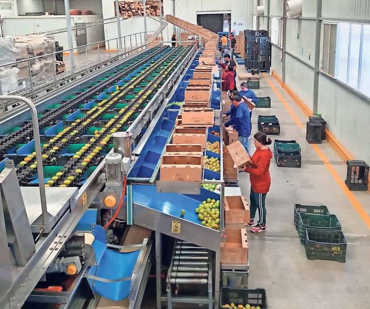 Exportadores de jitomate estiman impacto de 8 mmdd anuales Exportadores de jitomate estiman impacto de 8 mmdd anuales