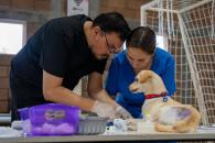 Realizan brigada de esterilización en Juárez