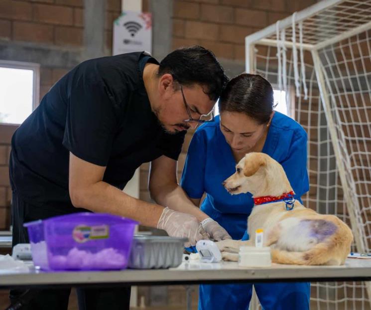 Realizan brigada de esterilización en Juárez