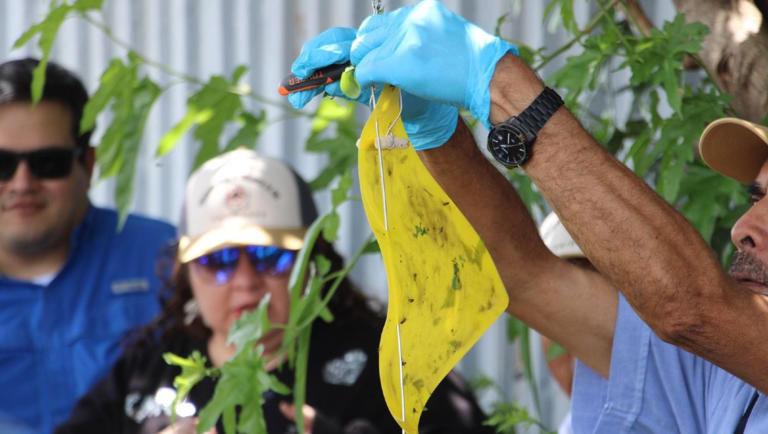 Instalan trampas contra el gusano barrenador