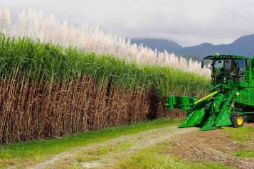 Buscan azucareros evitar que EU aplique cuota del 85%