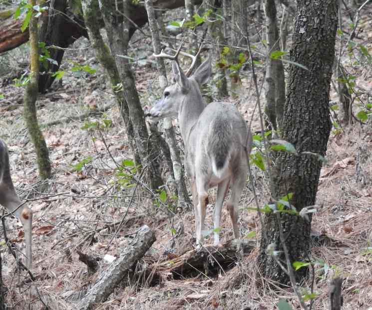 Llaman a proteger a fauna silvestre