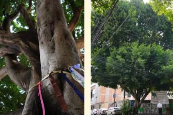 Declaran patrimonio natural a Laureano y al Viejo del Agua