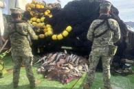 Decomisan más de 4 mil toneladas de pesca ilegal Decomisan más de 4 mil toneladas de pesca ilegal